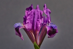 26_Iris2