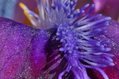 27_Iris1