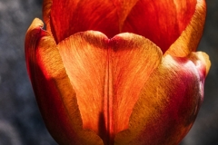 28_Tulpe