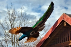 29_Pfau