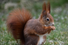 31_Eichhörnchen