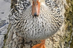 40_Quack