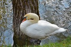 43_schwan
