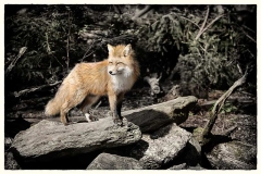 51_Fuchs