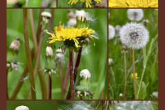 Foto: Marlies Mayer
