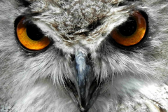 Foto: Gerhard Finsterer