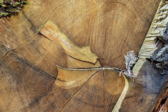 Foto: Xaver Klaussner