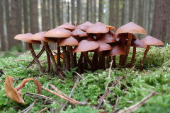 Foto: Gerd Löser