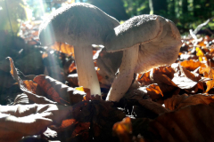 Foto: Gerd Löser