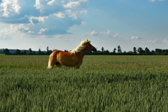 Foto: Marlies Mayer