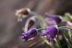 Foto: Tobias Antesberger