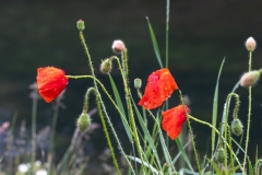 gartenmohn