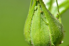 knospe