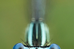 Foto: Martin Kochlöffel