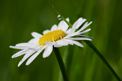 Foto: Tobias Antesberger