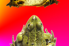 schiegl02