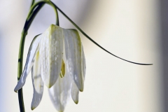 stoessl05